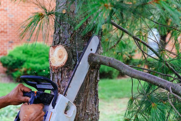 Élagage et abattage arbre à Reims img