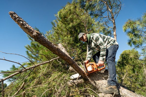 Élagueurs à Reims : élagage d'arbre
