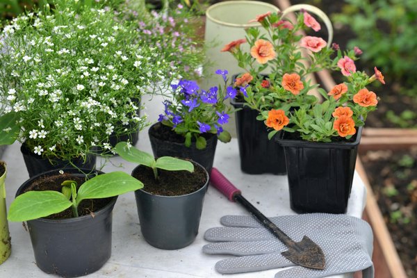 Accompagnement en jardinage