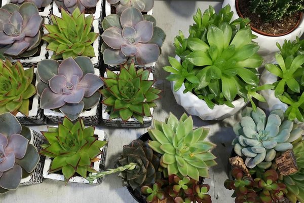 Cactus & succulentes