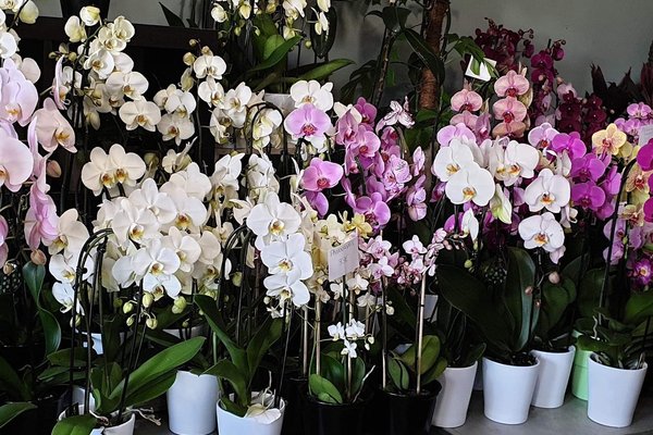 Orchidées