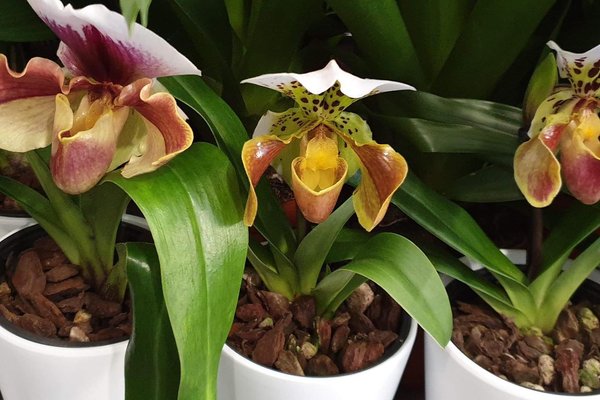 Plantes vertes & feuillages