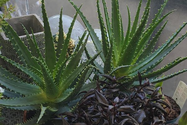 Plantes médicinales