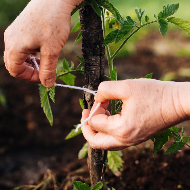 Conseils de jardinage