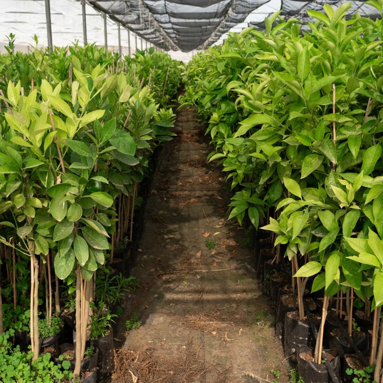 Plantes d'extérieur : arbustes, végétaux et plantes de saison