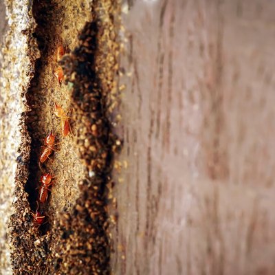 Détection des termites et zones à risque