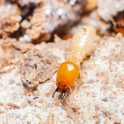 Diagnostic Termites 