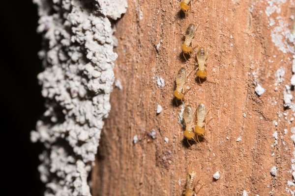 Quand un diagnostic termites est-il obligatoire ?
