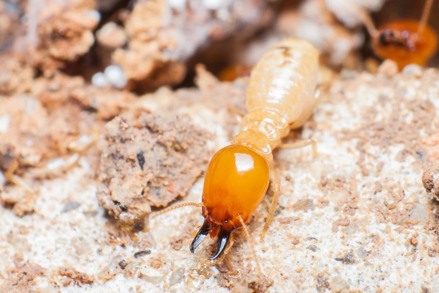 Diagnostic Termites