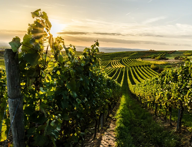  Site e-commerce :  Branding en ligne pour les vignerons de Champagne à Schiltigheim